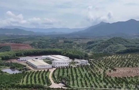 海南：榴莲产量超200吨 探索林下复合经营新路