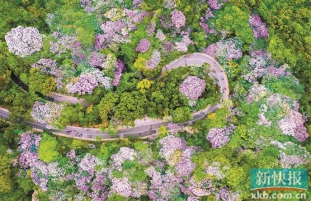 点“石”成绿！广东石漠化沙化地区植被盖度超80％