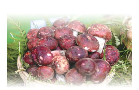 野生菌物种有多丰富？