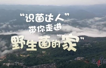 寻味中国：“识菌达人”带你走进野生菌的“家”