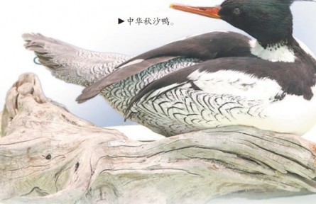 国家自然博物馆“周岁展” 超九成展品首次与观众见面
