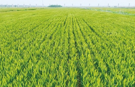 唤醒“沉睡的”耕地资源——河北省沧州市盐碱地综合改造利用之路