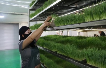 内蒙古锡林浩特市：科技赋能畜牧业 水培牧草新探索