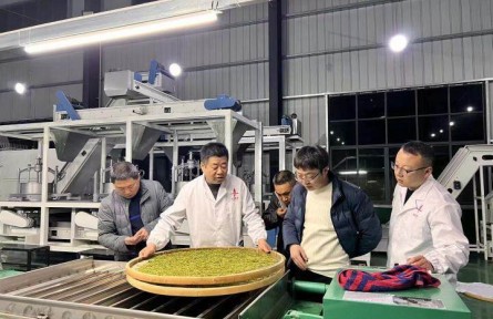 一叶白茶带富一方——贵州德江平原镇依托白茶产业助力乡村振兴走笔