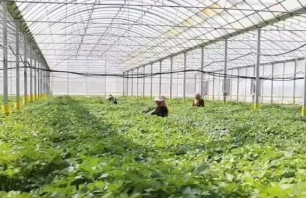 甘肃：依托寒旱特色农业 全力推进现代农业发展