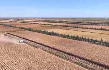 新疆兵团：探索新模式 筑牢粮食安全根基