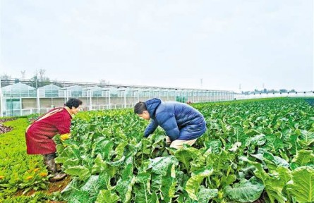 重庆：每亩蔬菜增收2000余元背后的“种子力量”