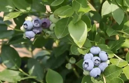 高质量发展“靖”行时|高原鱼米乡 蓝莓孕育生机与希望