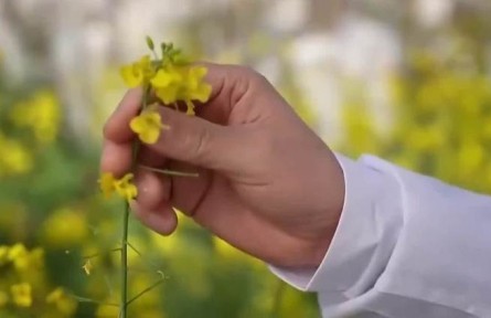 人勤春来早|开工干劲足 油菜花田里的“追花人”