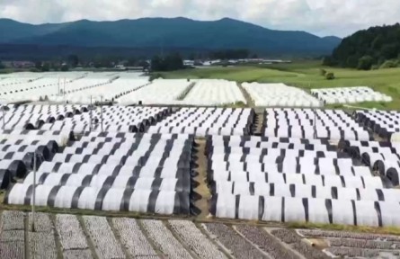 吉林：食用菌产业链条延伸 价值持续攀升