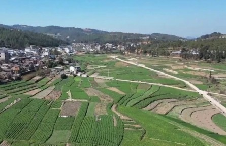 云南：“多样开花”促增收 特色农业助力乡村振兴