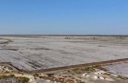 新疆填补我国陆地型长绒棉品种空白
