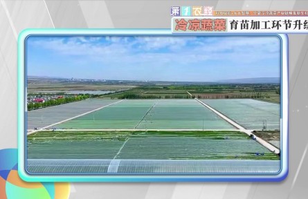 科技赋能+乡土智慧：宁夏冷凉蔬菜产业链焕发新生机