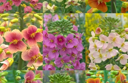 科学家让“黄灿灿”的油菜花拥有70多种颜色