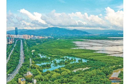 广东加强红树林保护——红树林面积达1.14万公顷，红树植物种类达27种