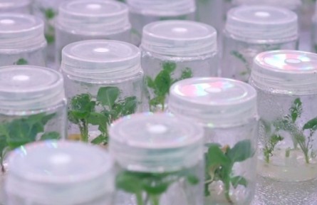 津产花椰菜新品种拿下印度千万订单