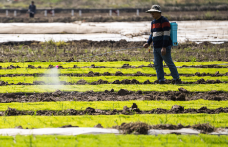 加快建设农业强国规划 plan to accelerate building up strength in agriculture