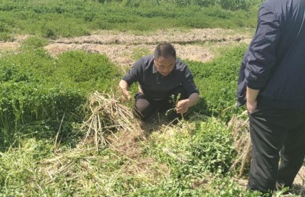 湖北阳新：绿肥种植绘就生态农业锦绣图