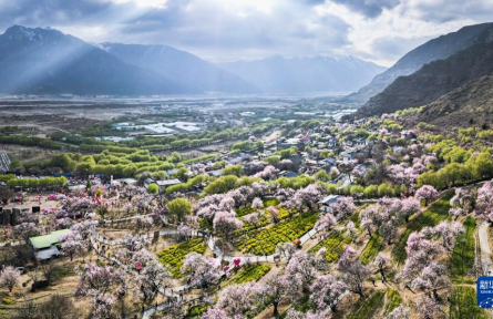 西藏林芝：雪域桃源春意浓