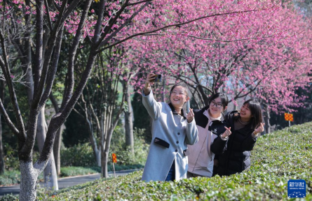 春日寻芳