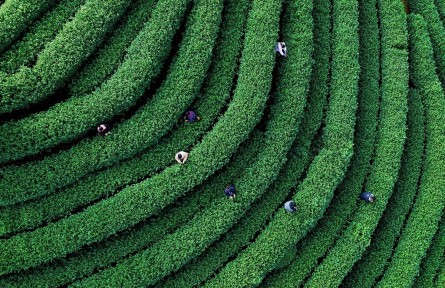 县融记者：春茶采摘忙