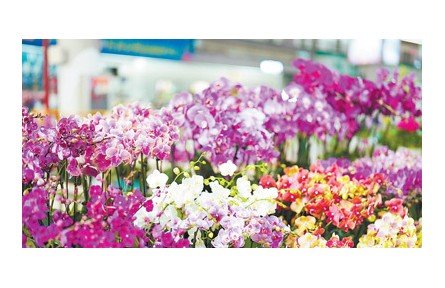 在华外国留学生走进云南昆明花卉产业现代化示范园：对云南鲜花产业有了更加生动的认识
