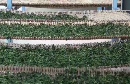 云南：春茶飘香 多地开启采茶“增收季”