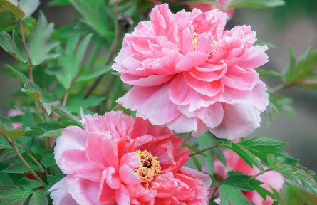 牡丹花开迎谷雨