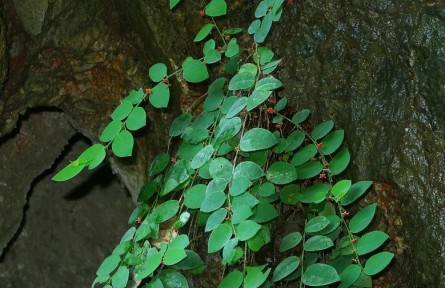 广西发现濒危植物新种——恩城黑面神
