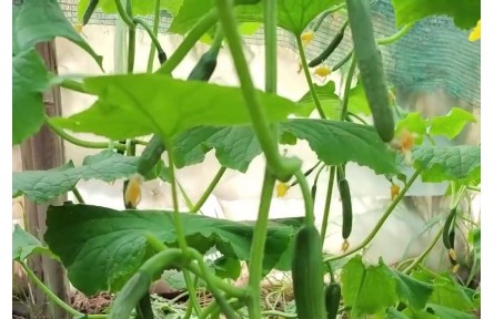 科普|科学家把黄瓜减脂功效提升了5倍