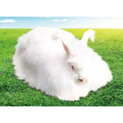 优质高产粗毛型长毛兔新品系-珍珠长毛兔
