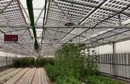 宁夏：盐碱地高效利用 为现代农业国际合作提供新机遇