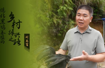 刘志军：德化黑鸡养殖的乡村振兴之路