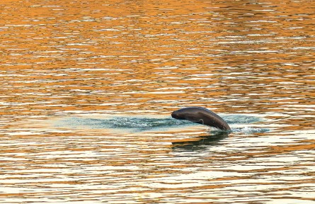 长江流域水生生物多样性 aquatic biodiversity in the Yangtze River basin