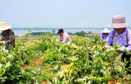 湖北嘉鱼：大岩湖畔金银花开