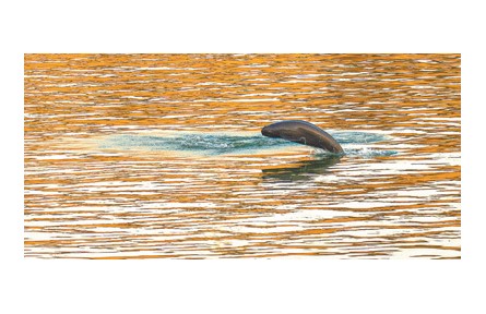 长江水生生物多样性持续恢复 禁渔第五年 亮出成绩单