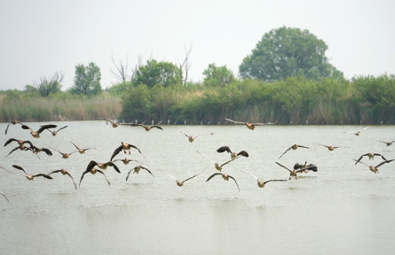 生物多样性保护 biodiversity conservation