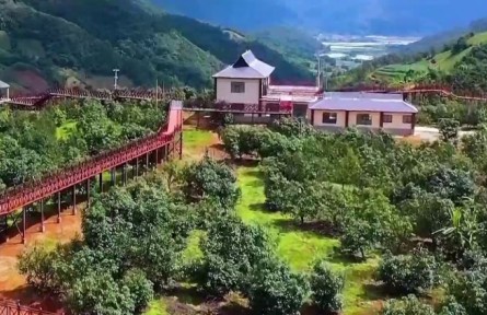 沪滇协作与财政创新双轮驱动 织就云南花卉产业“幸福花链”