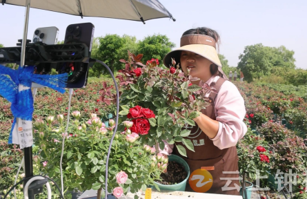 湖北钟祥柴湖镇：“一枝花”产业绽放新业态