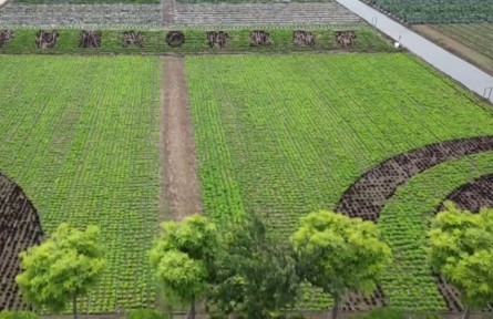北京发布60个蔬菜品种更新换代推荐品种