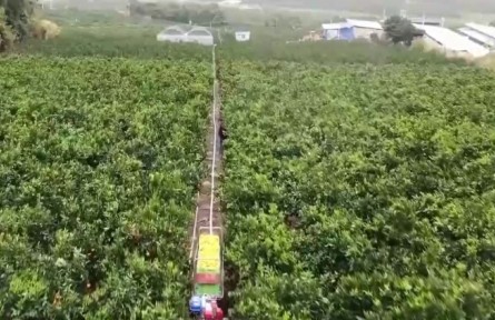 云南：“土特产”卷起科技“潮活” 设施农业解锁硬核增收密码