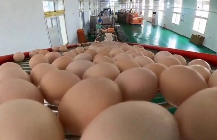 安徽六安：一枚鸡蛋“闯”上海