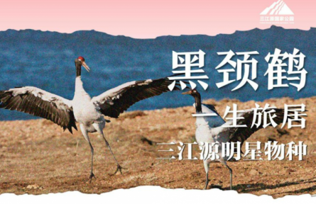 走近三江源|三江源明星物种：一生旅居——黑颈鹤