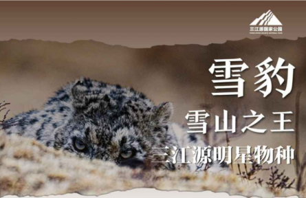 走近三江源|三江源明星物种：雪山之王——雪豹
