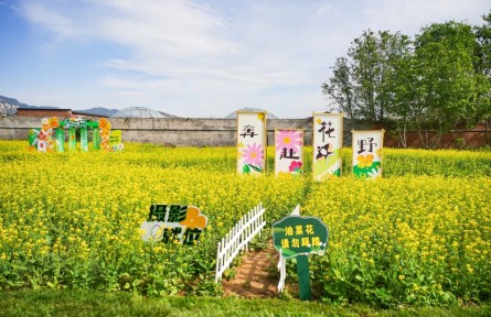 解鎖金色花海背后的“農(nóng)業(yè)密碼”！海淀以科技賦能“智慧田園”