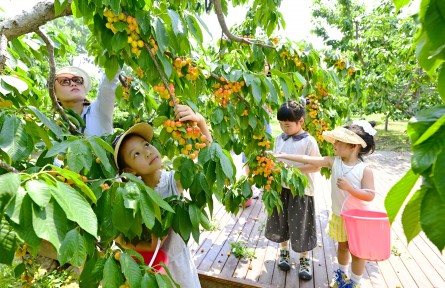 北京通州：西集镇2025年樱桃采摘季甜蜜开启