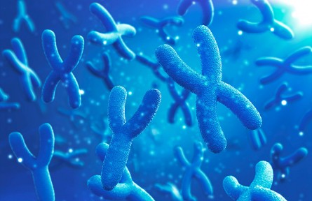 科技名词|端粒 telomere