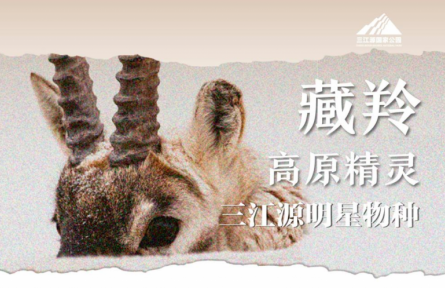 走近三江源|三江源明星物种：高原精灵——藏羚