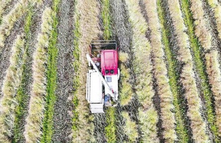 湖北荆门：“菜籽油之乡”80万亩油菜颗粒归仓