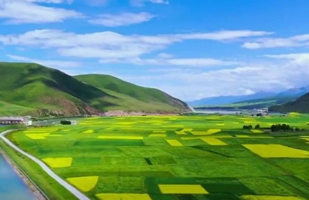 青海：政策性农业保险护航乡村振兴